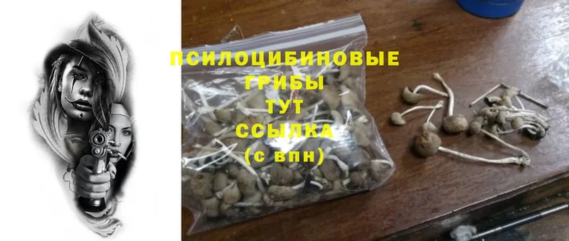 наркошоп  Белёв  Галлюциногенные грибы Psilocybine cubensis 